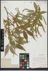 Foto von Salix alba L. x Salix fragilis L.